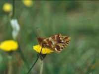 Boloria pales 2, Herdersparelmoervlinder, Vlinderstichting-Kars Veling